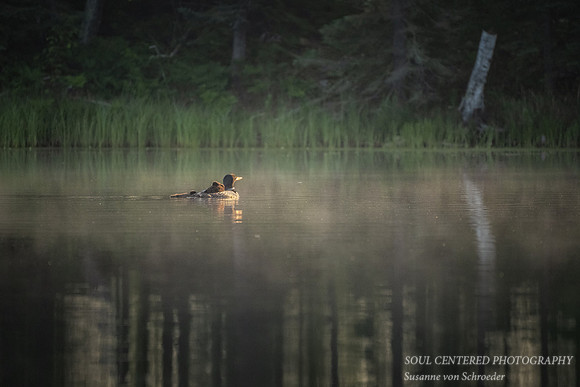 Loon with 2 chicks in morning light 1