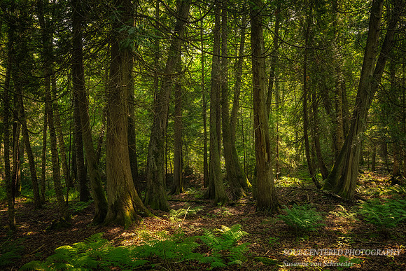 Cedar Trees, Frog Bay Tribal National Park, WI 1