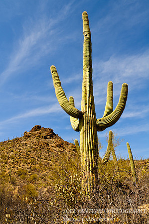 Saguaro 1