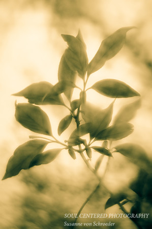 Spring Leaves, monochrome 2