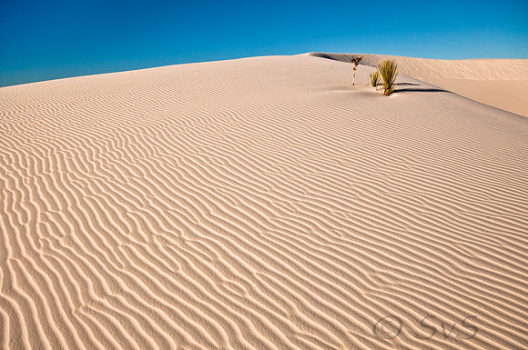 Dunes w. Yucca