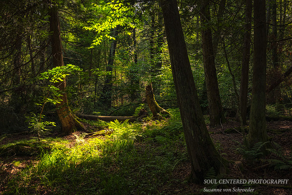 Enchanted forest, Frog Bay Tribal National Park, WI 1