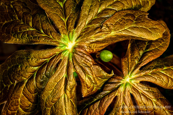 Mayapple, bronze