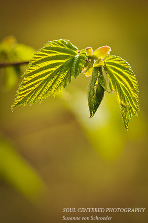 Spring green 1
