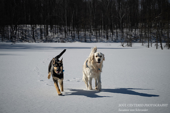 Shanti and Shiloh running in snow 2