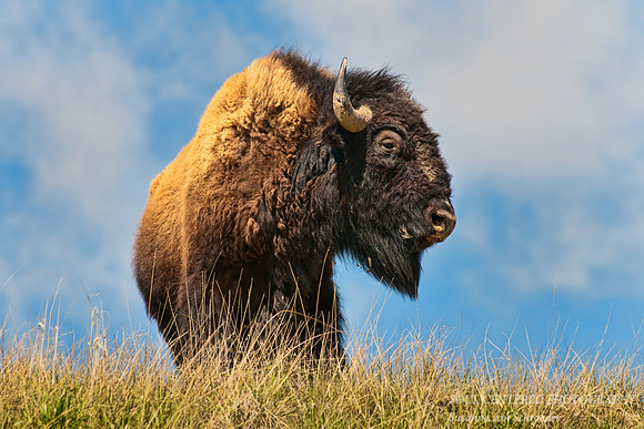 Bison 1