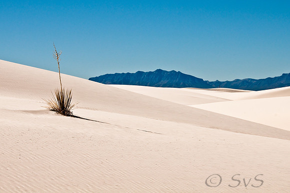 San Andres Mts. w. yucca