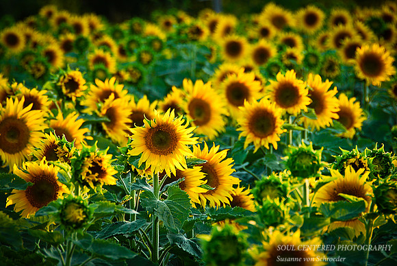 Sunflower field2
