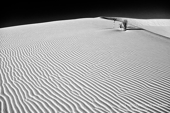 Dunes w. Yucca. bw