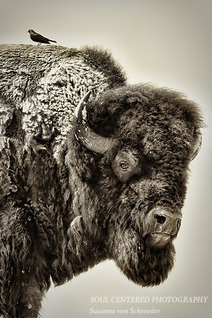 Bison w. bird, BW