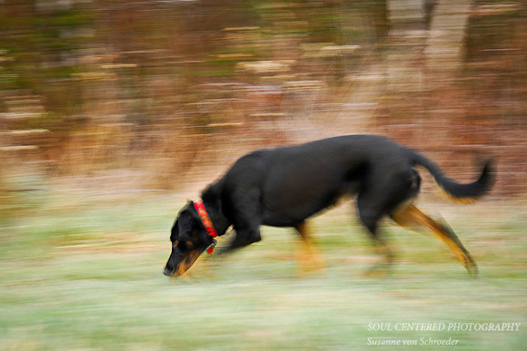 Tippy running