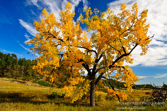 Cottonwood tree