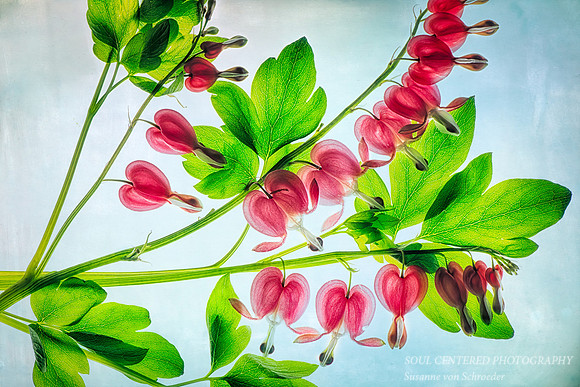 Bleeding Hearts