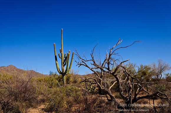Sonoran desert 3