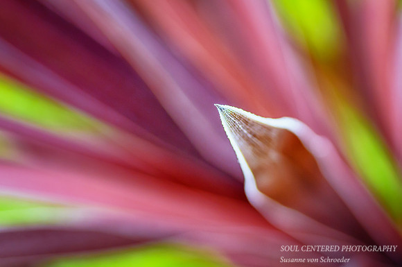 Red Spike