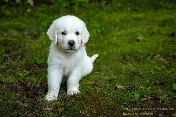 Shanti, 8 weeks 4