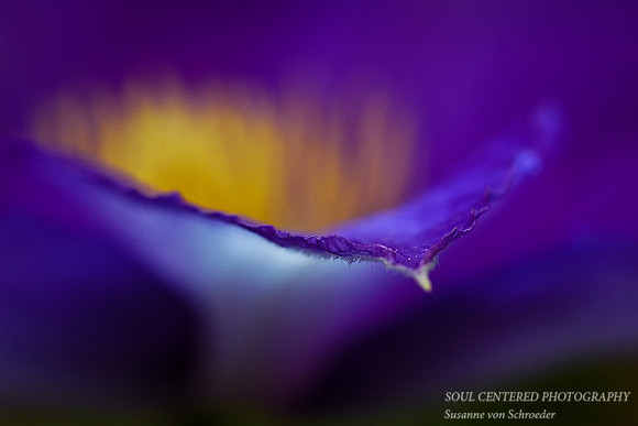 Clematis purple