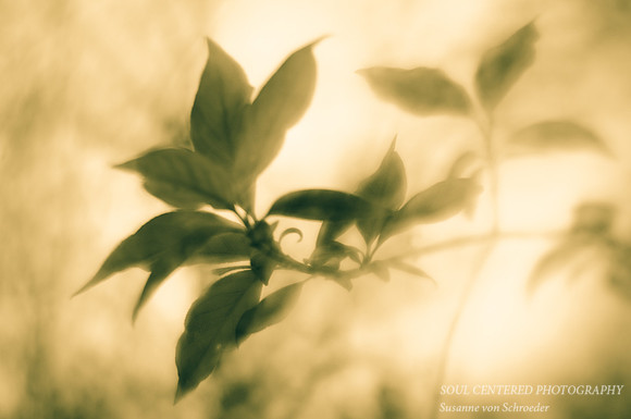 Spring Leaves, monochrome 3