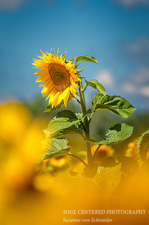 Sunflower 6