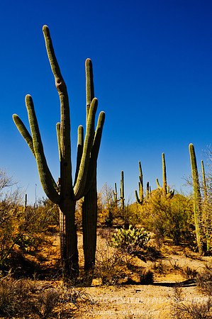 Saguaro 5