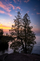Cedar trees at dawn