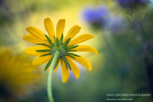Black-Eyed-Susan, back side