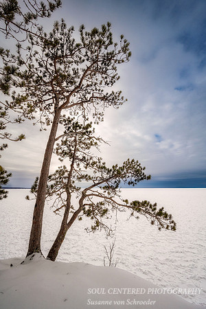 Pine Tree at the edge of frozen Lake Superior