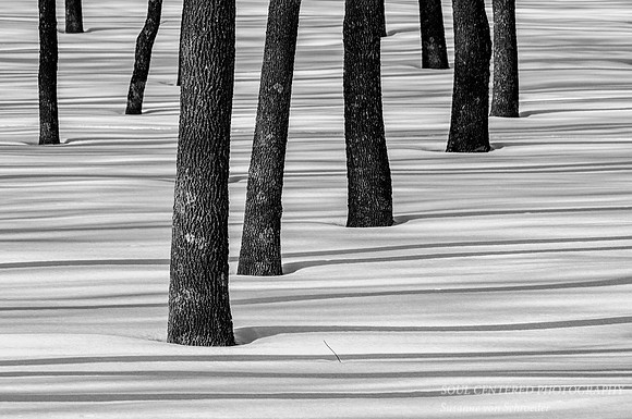 Tree trunks and shadows