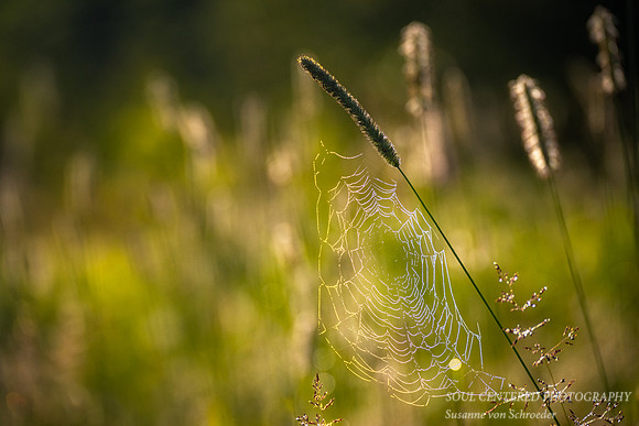 Spiderweb in morning light and dew 4