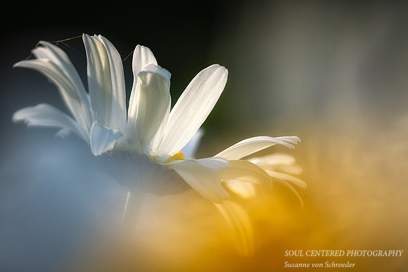 Daisy petals, white & yellow