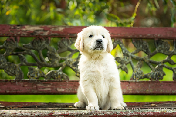 English Golden Retriever puppy 1