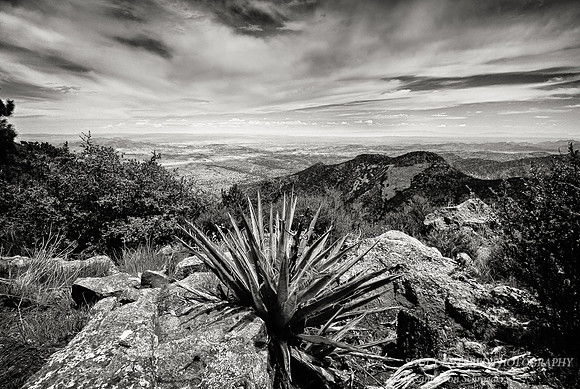 New Mexico mountains w. yucca, bw