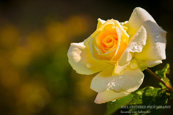 Rose, yellow 2