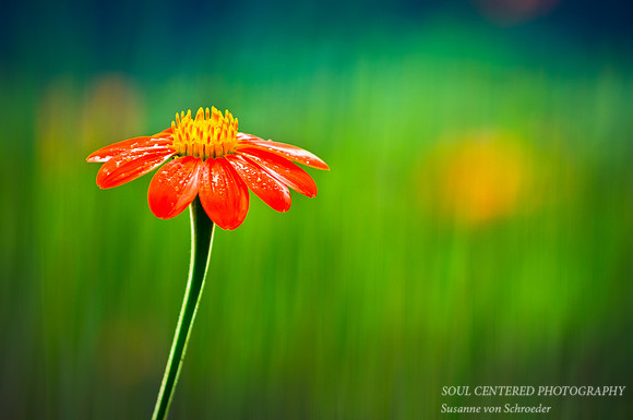 Tithonia, textured