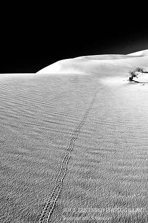 Tracks in sand dune, bw