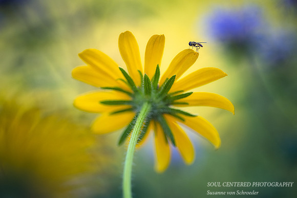 Black-Eyed-Susan and Hover Fly