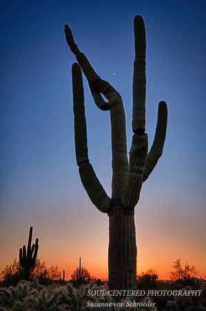 Saguaro 2