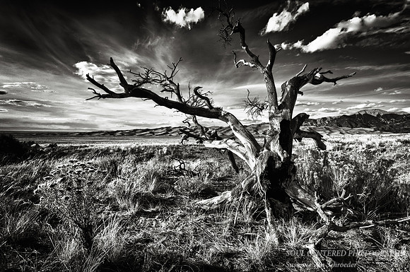 Sand Dunes w. dead tree 2 bw