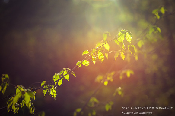 Spring greens