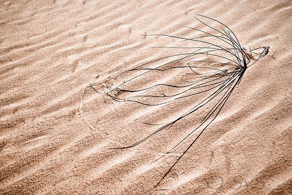 Grass in sand