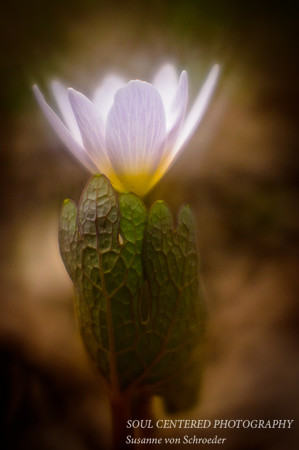 Bloodroot, Lensbaby 2
