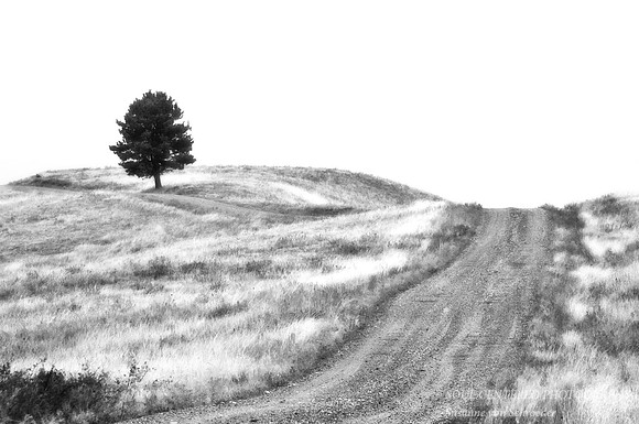 Road & tree, Black Hills