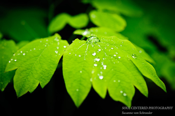 Green Spring Leaf with drop