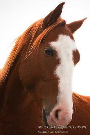 Horse portrait
