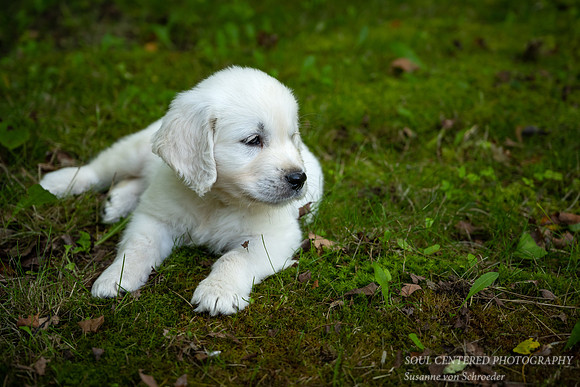 Shanti, 8 weeks 5