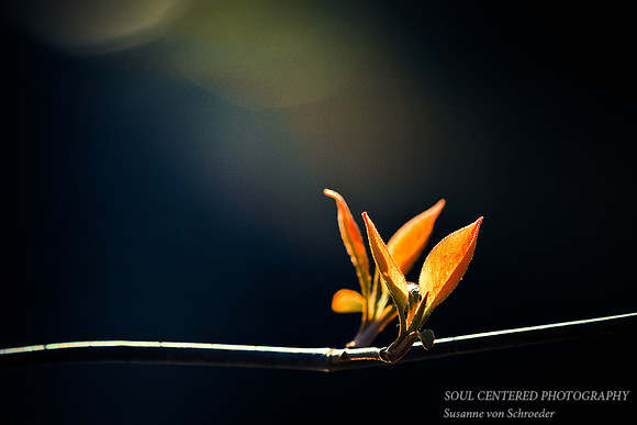 Twin Leaves