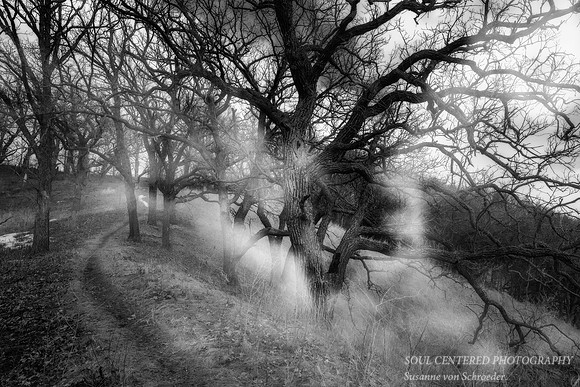 Spirit of the Oak trees 3