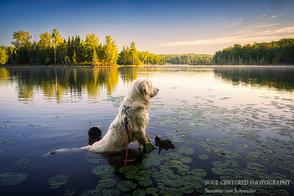 Shanti watching a beaver swimming in a lake 2