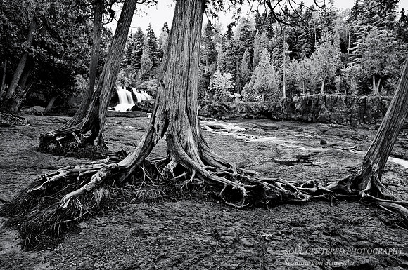 Cedar trees at Gooseberry Falls