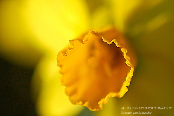 Daffodil, macro